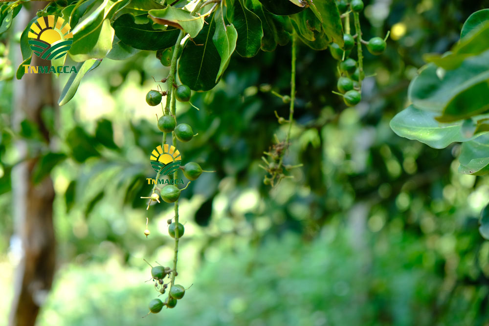 9.hat-macca-say-kho-da-tach-nut-vo-dac-lac-hay-da-lat-gia-re-hon