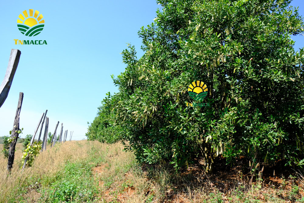 9.hat-macca-viet-nam-6-yeu-to-tao-nen-chat-luong-hat-mac-ca-viet