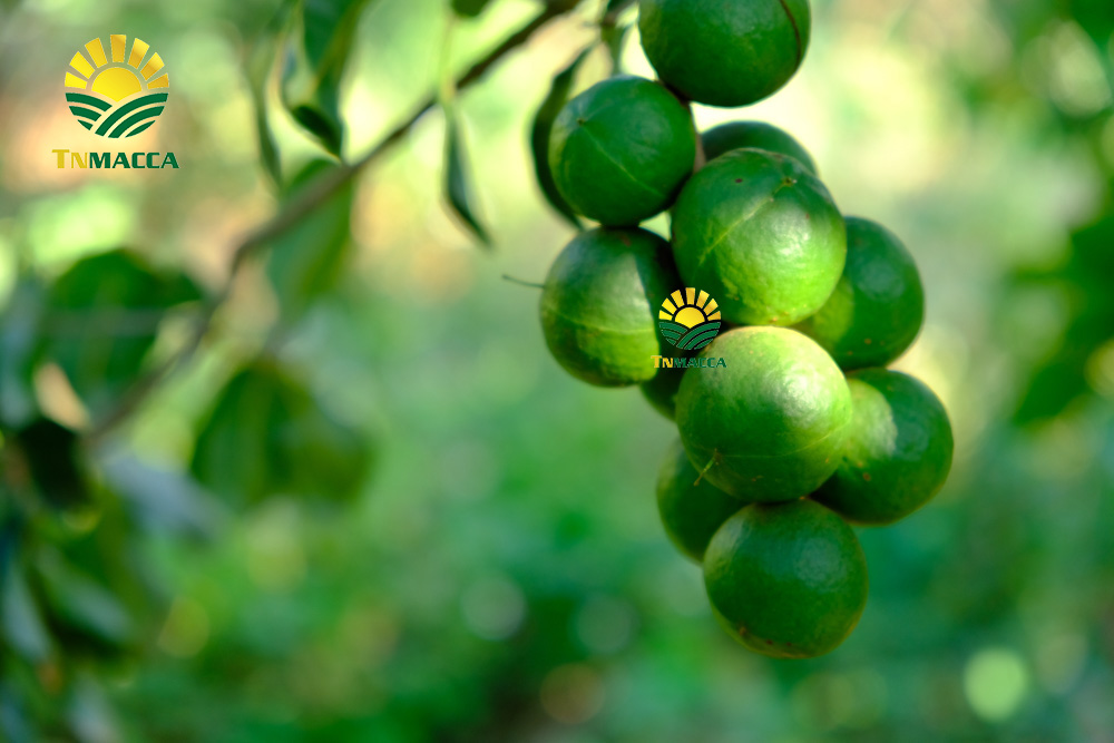 9.mua-hat-macca-o-dau-uy-tin-tai-ha-noi-voi-gia-si-va-chat-luong