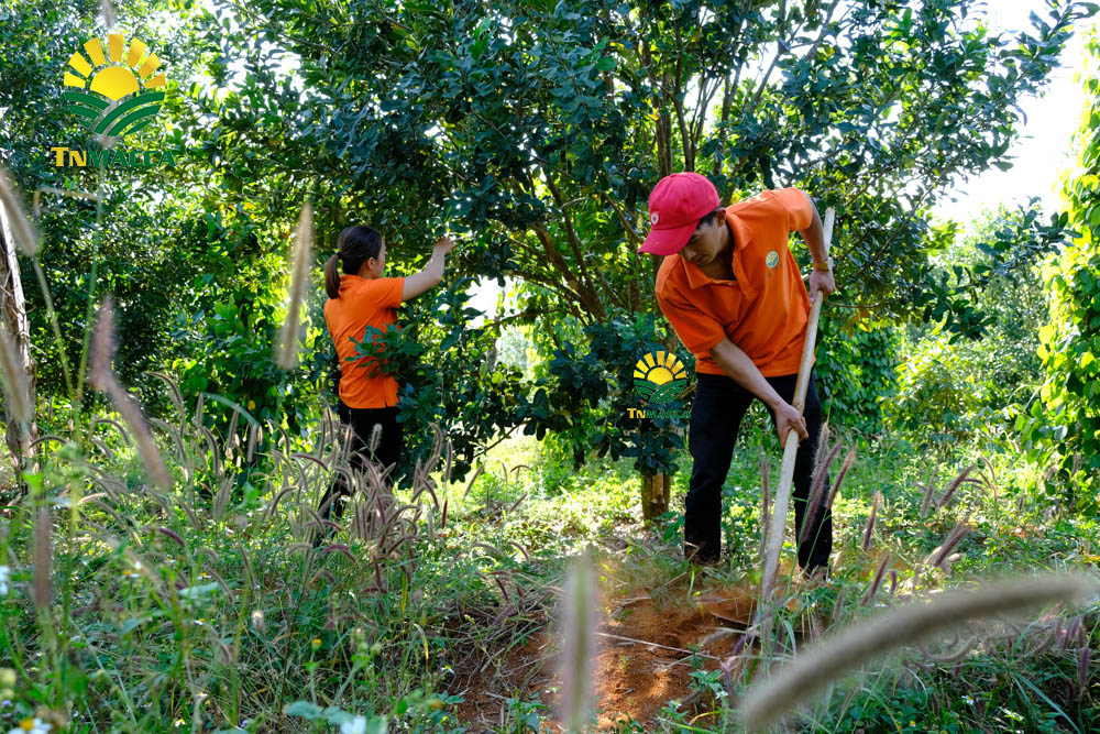 9.tac-dung-cua-hat-macca-4-tac-dung-chinh-cho-moi-lua-tuoi