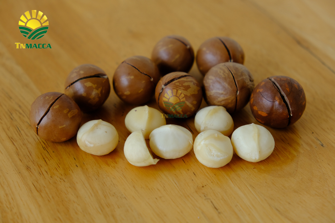 may-tach-hat-macca-la-gi-luu-y-chon-may-cat-xe-ranh-hat-macca--4298