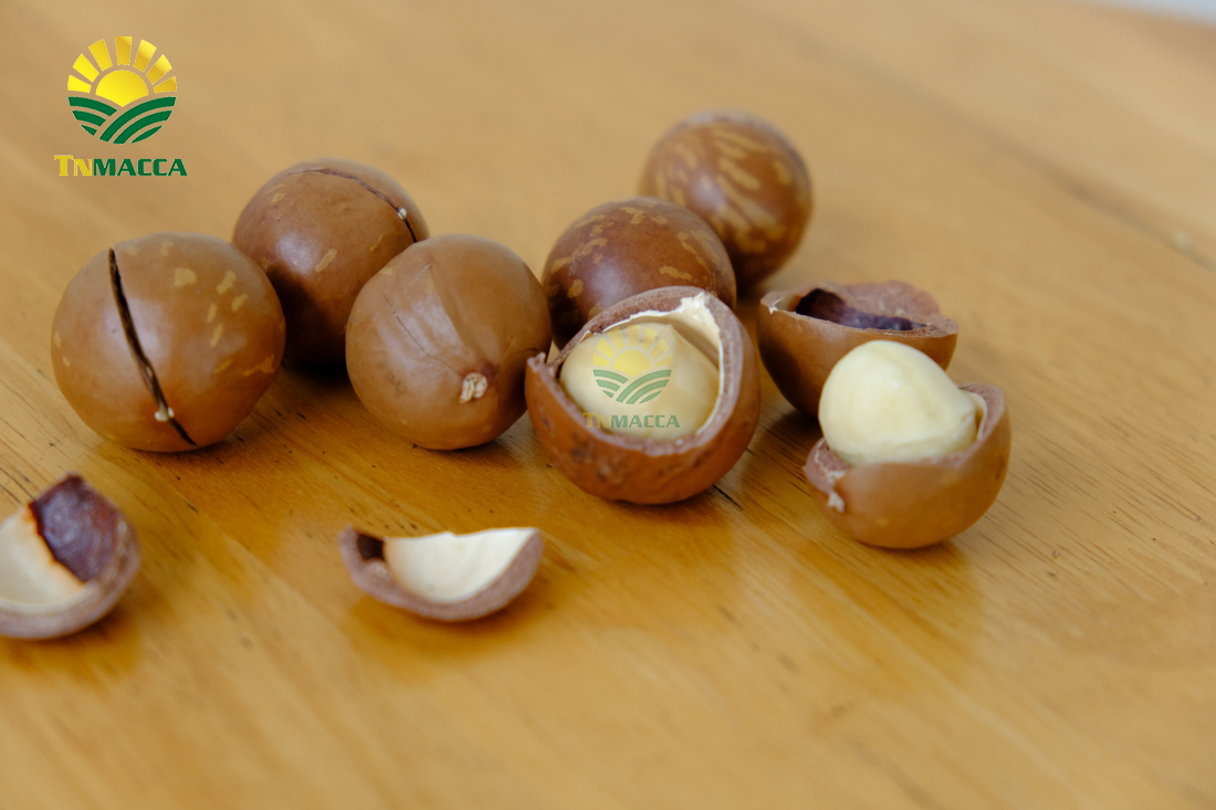 may-tach-hat-macca-la-gi-luu-y-chon-may-cat-xe-ranh-hat-macca--4298