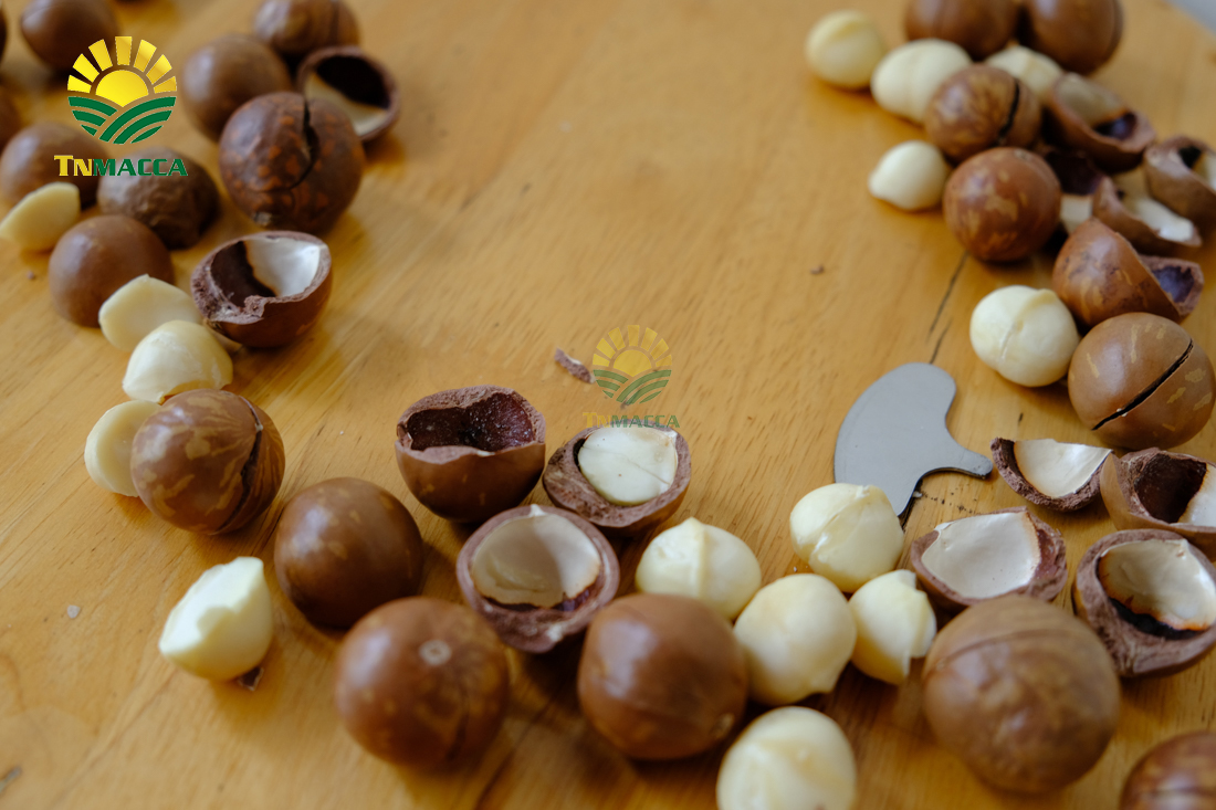 hat-macca-gia-si-cach-chon-san-pham-macca-chat-luong-ma-gia-si