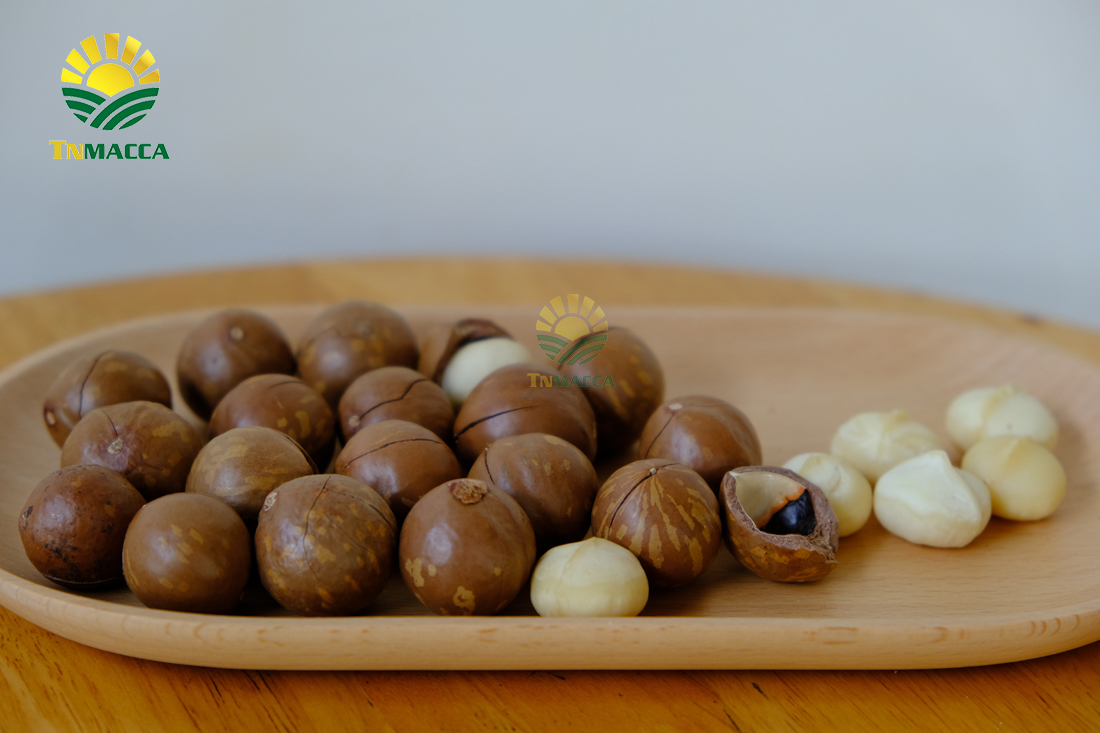 may-tach-hat-macca-la-gi-luu-y-chon-may-cat-xe-ranh-hat-macca--4298