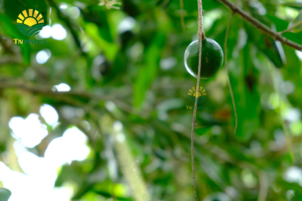 13.ban-hat-macca-6-kinh-nghiem-ban-macca-trong-nuoc-va-xuat-khau