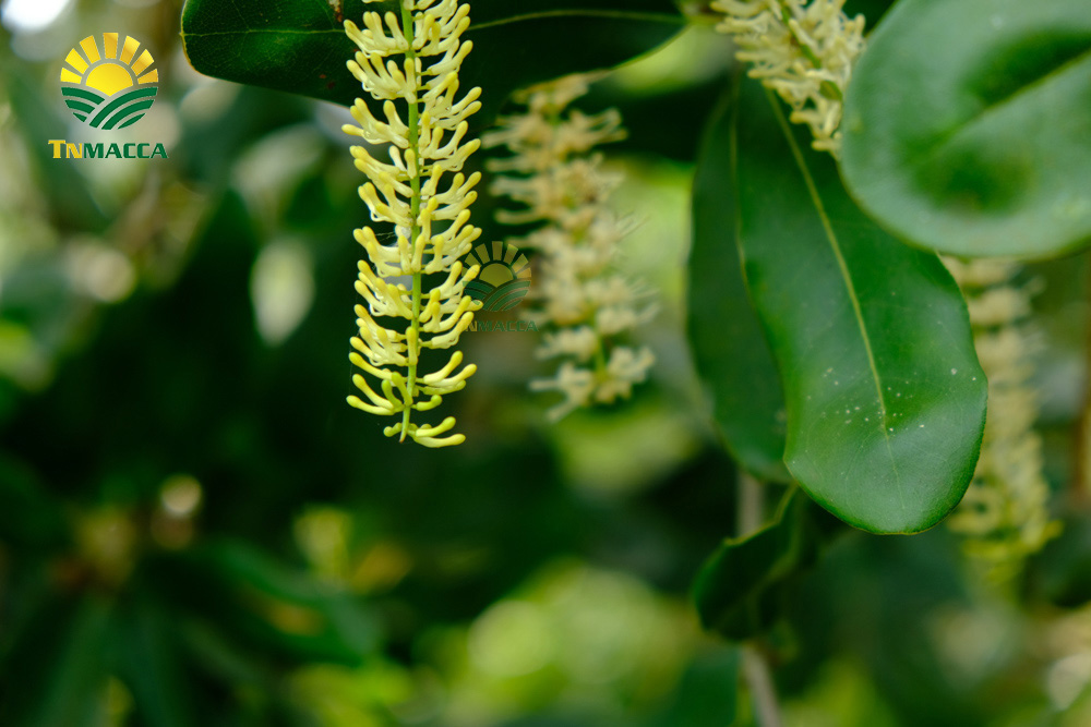 ban-hat-macca-6-kinh-nghiem-ban-macca-trong-nuoc-va-xuat-khau4