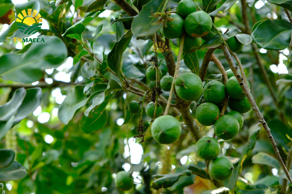 4.ban-hat-macca-6-kinh-nghiem-ban-macca-trong-nuoc-va-xuat-khau