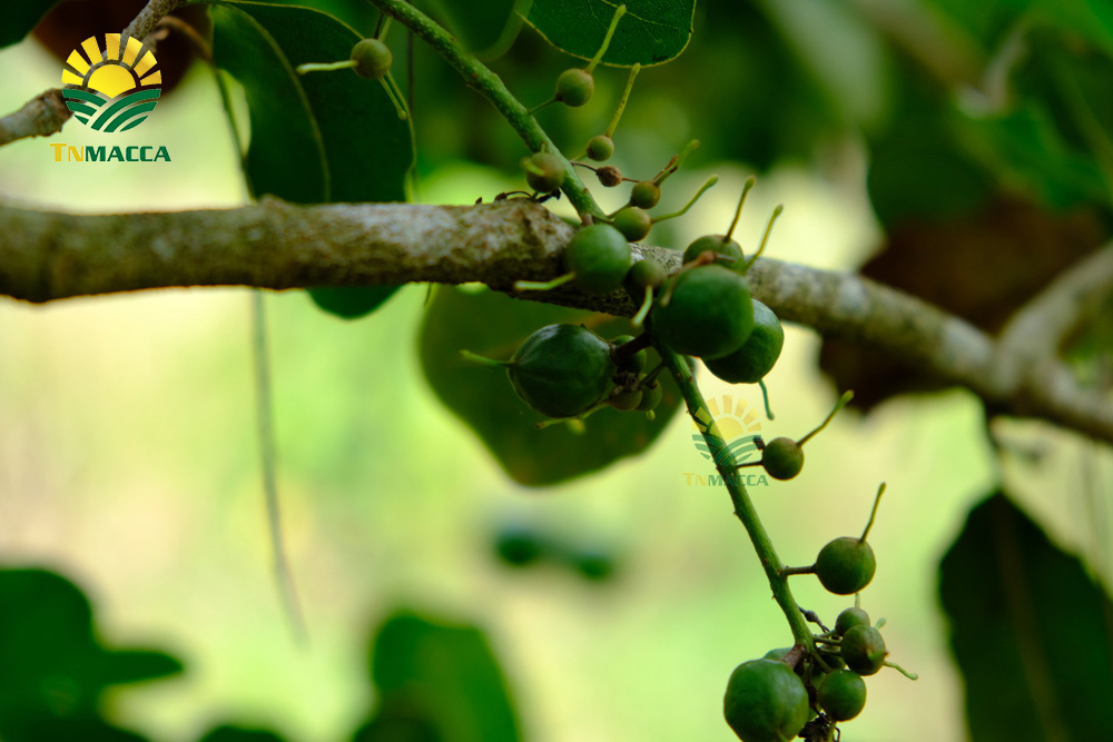 5.ban-hat-macca-6-kinh-nghiem-ban-macca-trong-nuoc-va-xuat-khau