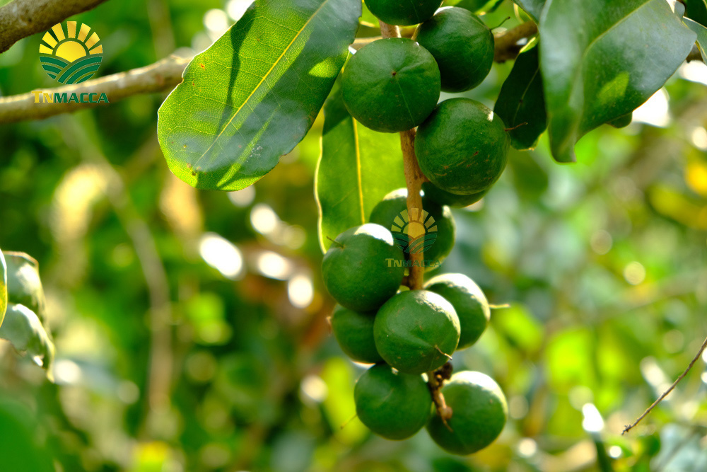 8.ban-hat-macca-6-kinh-nghiem-ban-macca-trong-nuoc-va-xuat-khau