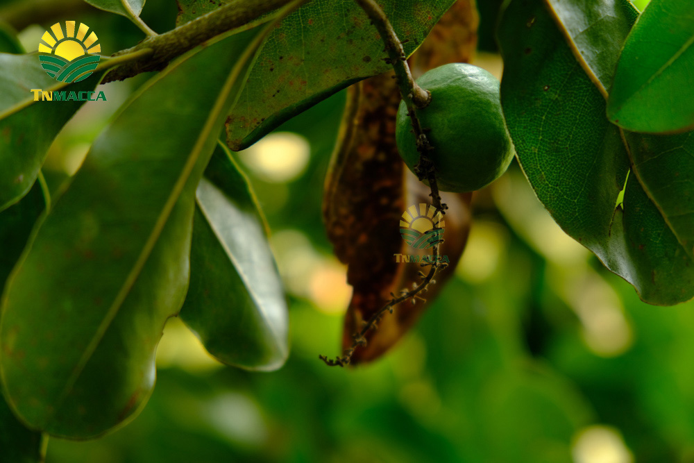 9.ban-hat-macca-6-kinh-nghiem-ban-macca-trong-nuoc-va-xuat-khau