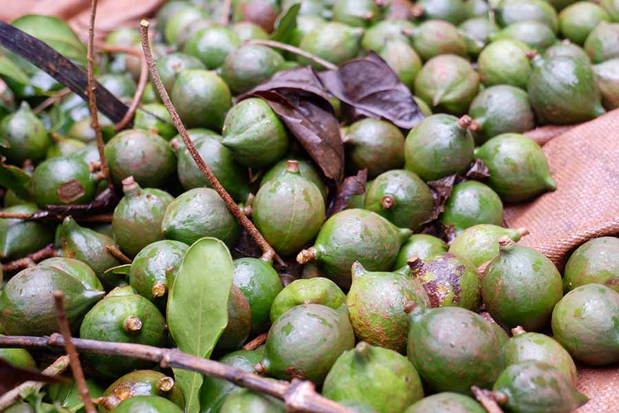 cach-che-bien-hat-mac-ca