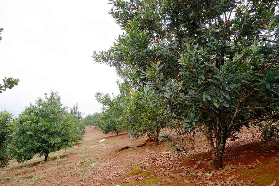 cach-che-bien-hat-mac-ca-1