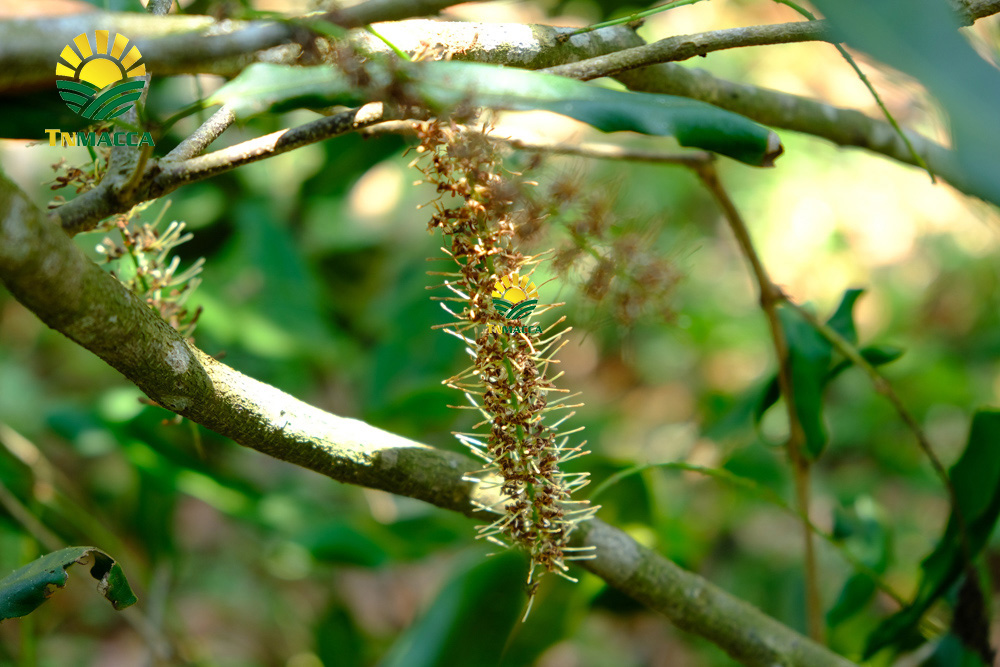 1.cach-lam-bot-ngu-coc-voi-hat-macca-hat-macca-tot-hon-hat-oc-cho