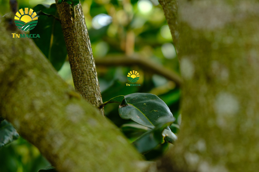 11.cach-lam-bot-ngu-coc-voi-hat-macca-hat-macca-tot-hon-hat-oc-cho