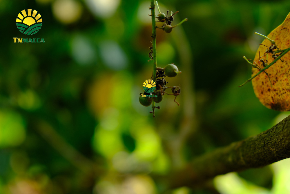 13.cach-lam-bot-ngu-coc-voi-hat-macca-hat-macca-tot-hon-hat-oc-cho