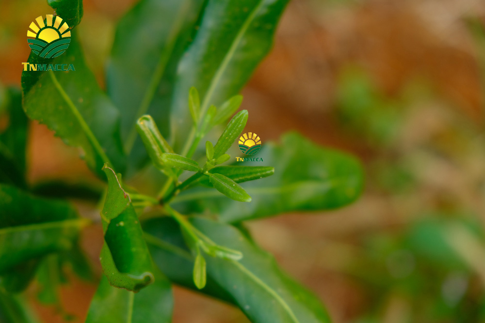 15.cach-lam-bot-ngu-coc-voi-hat-macca-hat-macca-tot-hon-hat-oc-cho