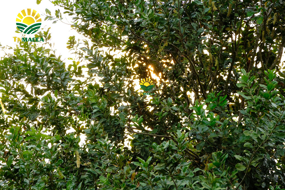 16.cach-lam-bot-ngu-coc-voi-hat-macca-hat-macca-tot-hon-hat-oc-cho