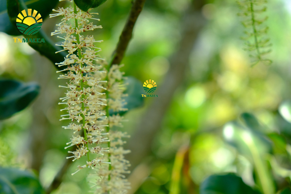 2.cach-lam-bot-ngu-coc-voi-hat-macca-hat-macca-tot-hon-hat-oc-cho