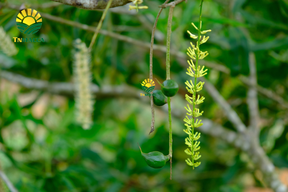 4.cach-lam-bot-ngu-coc-voi-hat-macca-hat-macca-tot-hon-hat-oc-cho