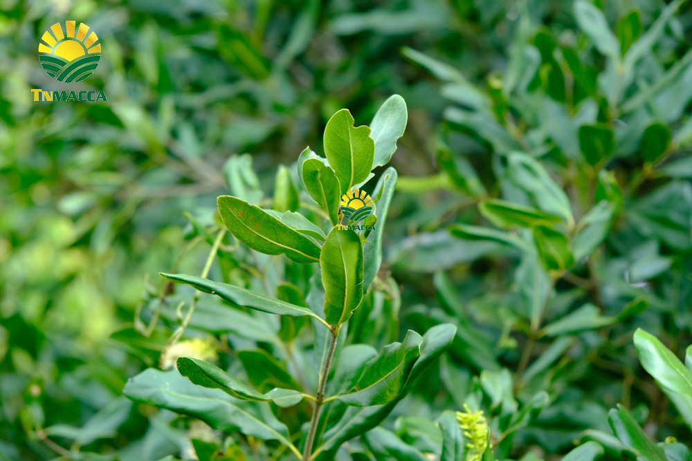 5.cach-lam-bot-ngu-coc-voi-hat-macca-hat-macca-tot-hon-hat-oc-cho