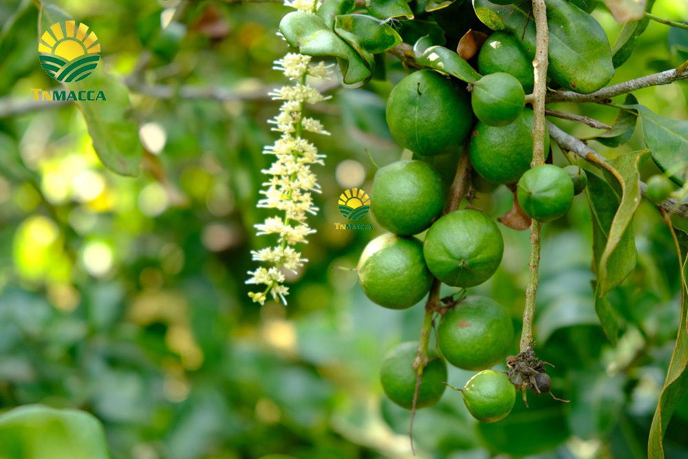 7.cach-lam-bot-ngu-coc-voi-hat-macca-hat-macca-tot-hon-hat-oc-cho