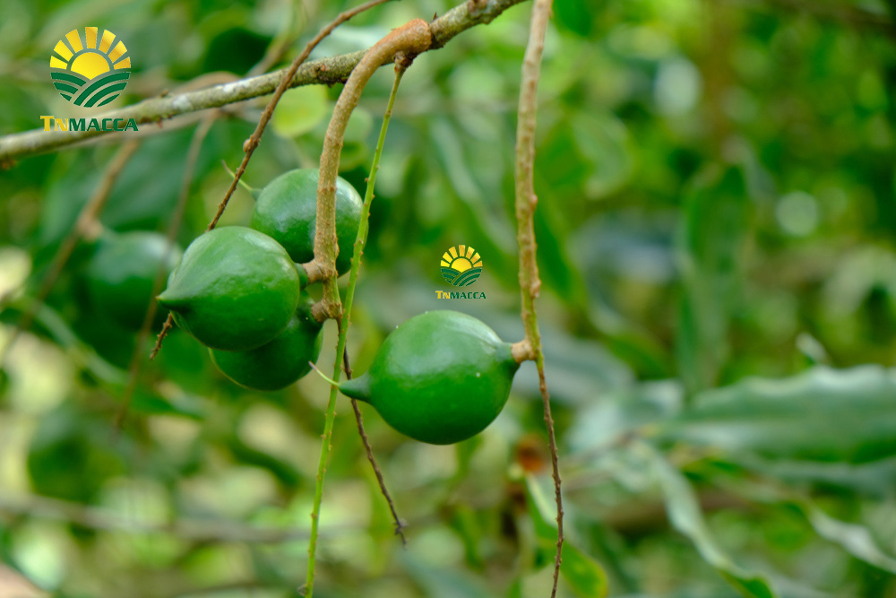 9.cach-lam-bot-ngu-coc-voi-hat-macca-hat-macca-tot-hon-hat-oc-cho