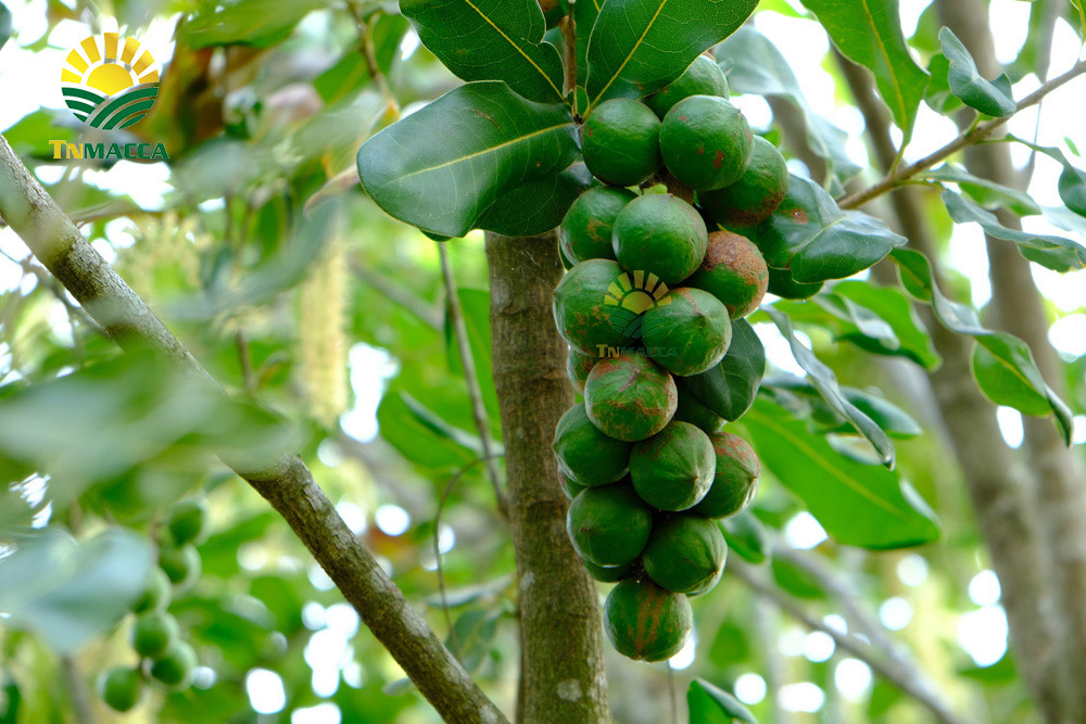 10.cach-lam-sua-hat-macca-tuoi-hanh-nhan-bang-may-tac-dung-sua-macca