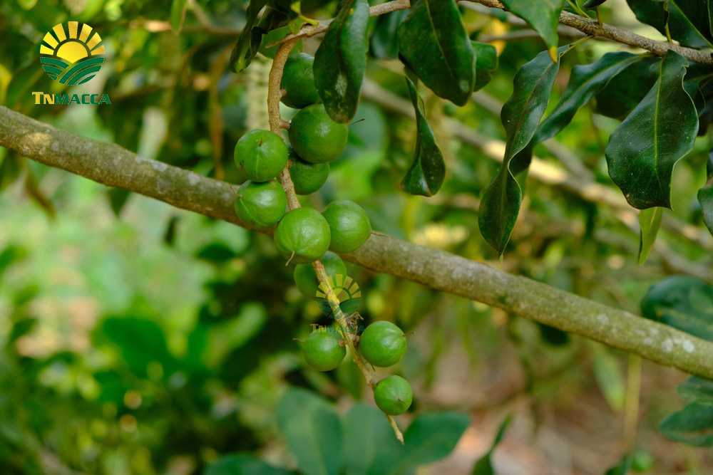 11.cach-lam-sua-hat-macca-tuoi-hanh-nhan-bang-may-tac-dung-sua-macca