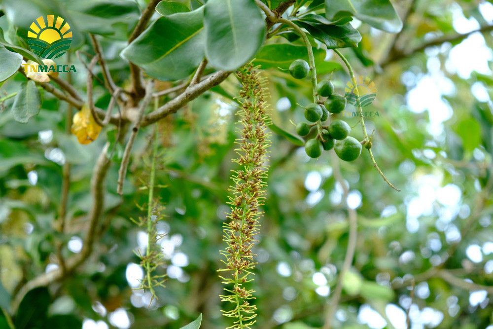 12.cach-lam-sua-hat-macca-tuoi-hanh-nhan-bang-may-tac-dung-sua-macca