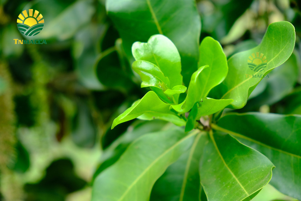 13.cach-lam-sua-hat-macca-tuoi-hanh-nhan-bang-may-tac-dung-sua-macca