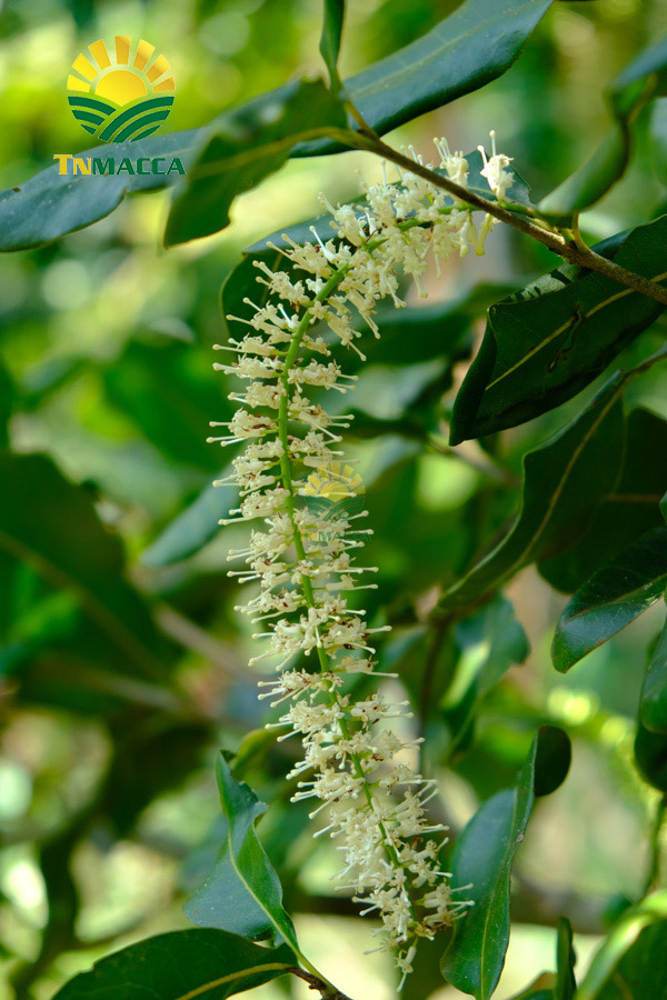 2.cach-lam-sua-hat-macca-tuoi-hanh-nhan-bang-may-tac-dung-sua-macca
