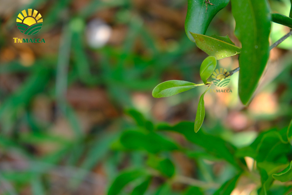 4.cach-lam-sua-hat-macca-tuoi-hanh-nhan-bang-may-tac-dung-sua-macca