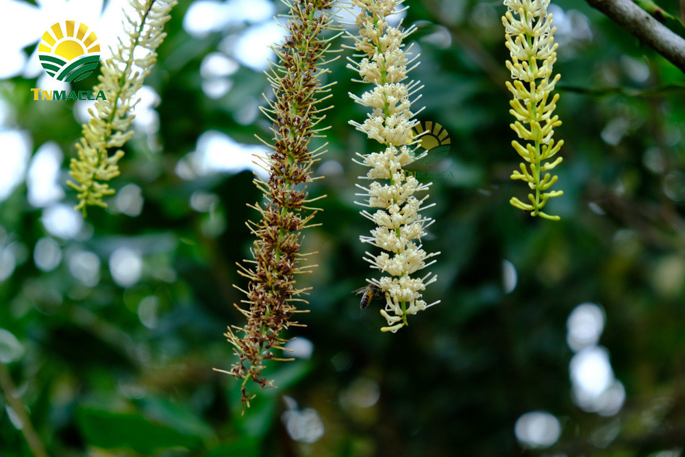 6.cach-lam-sua-hat-macca-tuoi-hanh-nhan-bang-may-tac-dung-sua-macca