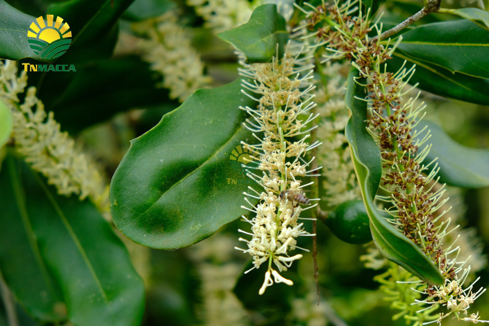 8.cach-lam-sua-hat-macca-tuoi-hanh-nhan-bang-may-tac-dung-sua-macca