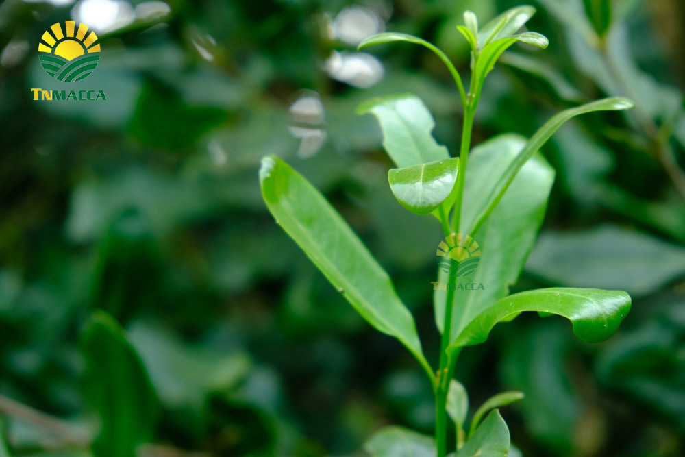 9.cach-lam-sua-hat-macca-tuoi-hanh-nhan-bang-may-tac-dung-sua-macca