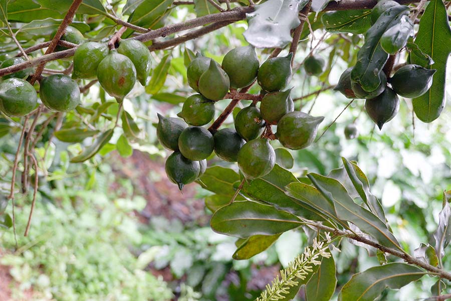 cong-dung-tot-cho-suc-khoe-cua-hat-macadamia