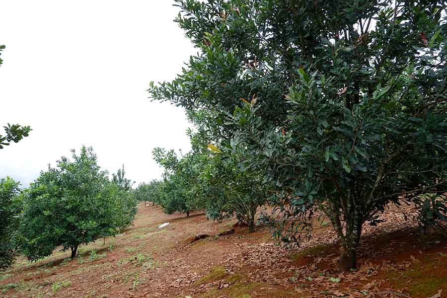 dieu-kien-de-trong-cay-mac-ca-1