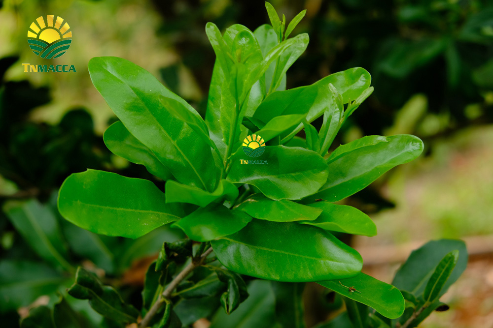 13.gia-hat-macca-da-tach-vo-ngon-boc-san-dong-hop-tai-vinmart-ha-noi-