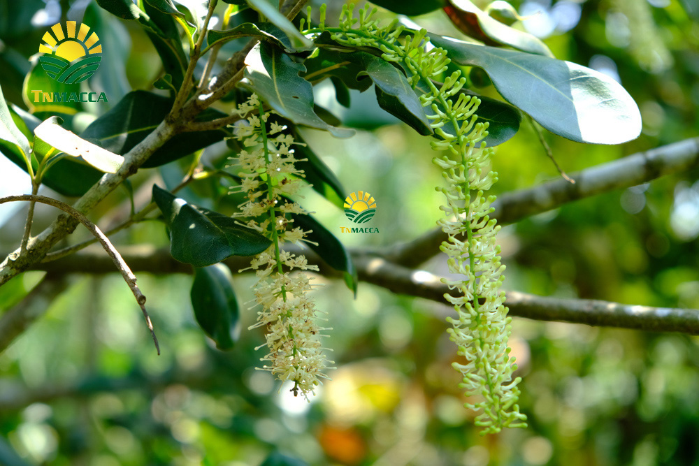 15.gia-hat-macca-da-tach-vo-ngon-boc-san-dong-hop-tai-vinmart-ha-noi-