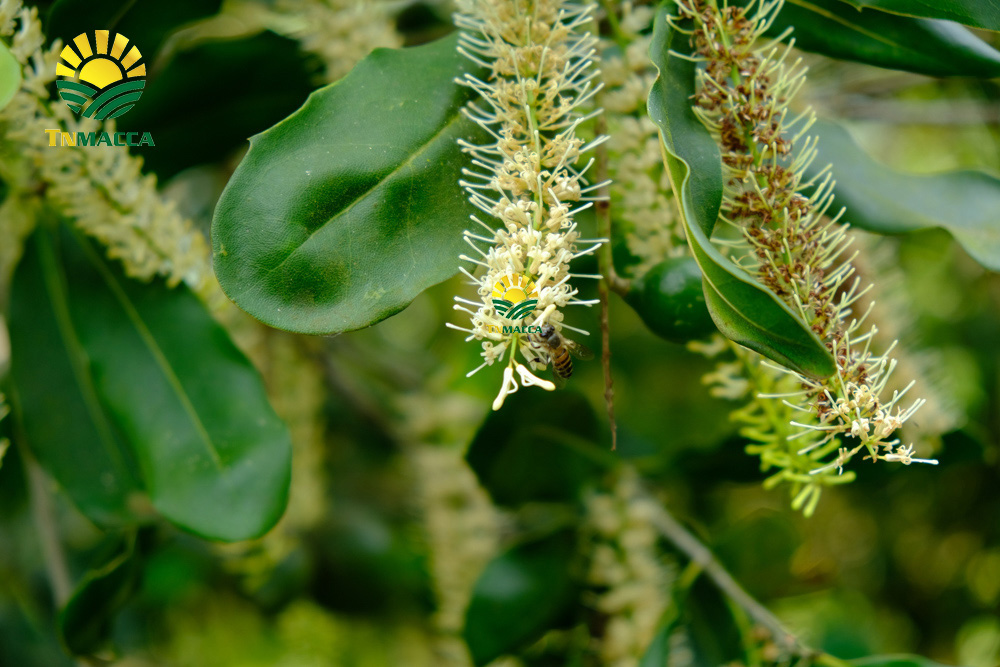 17.cach-lam-bot-ngu-coc-voi-hat-macca-hat-macca-tot-hon-hat-oc-cho