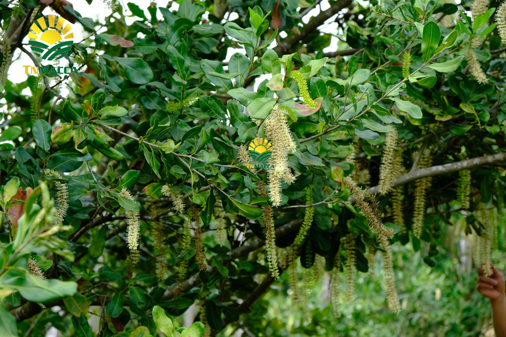 4.gia-hat-macca-da-tach-vo-ngon-boc-san-dong-hop-tai-vinmart-ha-noi-