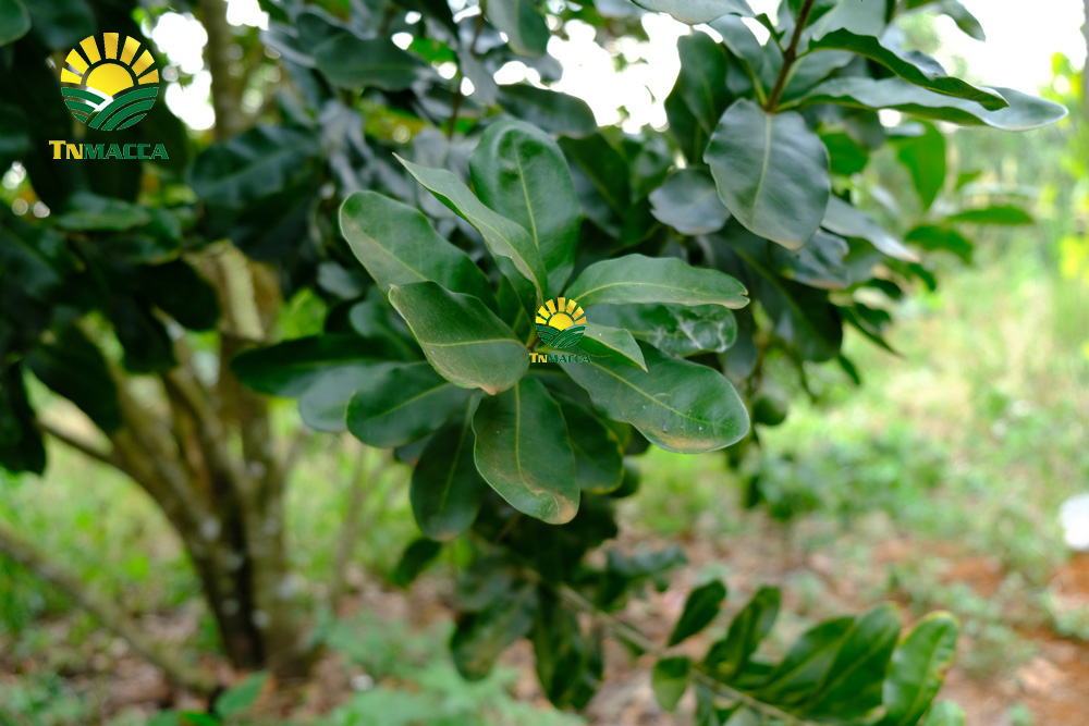 5.gia-hat-macca-da-tach-vo-ngon-boc-san-dong-hop-tai-vinmart-ha-noi-