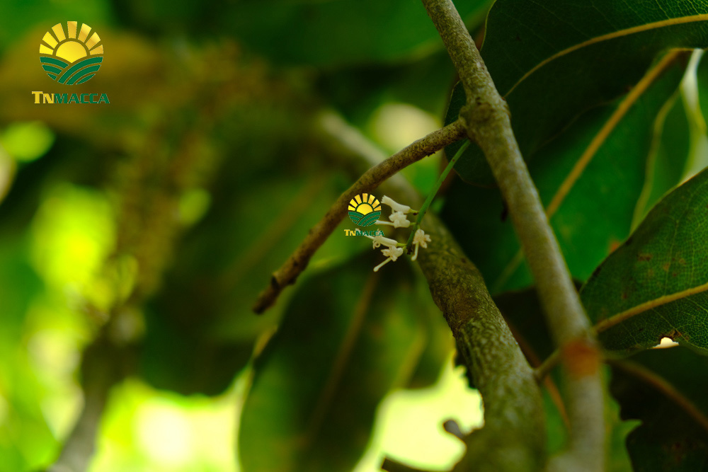 9.gia-hat-macca-da-tach-vo-ngon-boc-san-dong-hop-tai-vinmart-ha-noi-