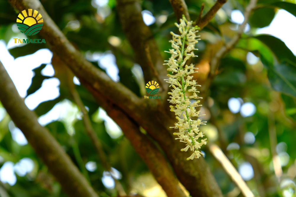 22.gia-hat-macca-lam-dong-da-lat-daklak-daknong-tay-nguyen-2021