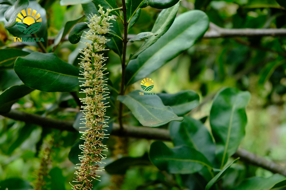 21.gia-hat-macca-lam-dong-da-lat-daklak-daknong-tay-nguyen-2021