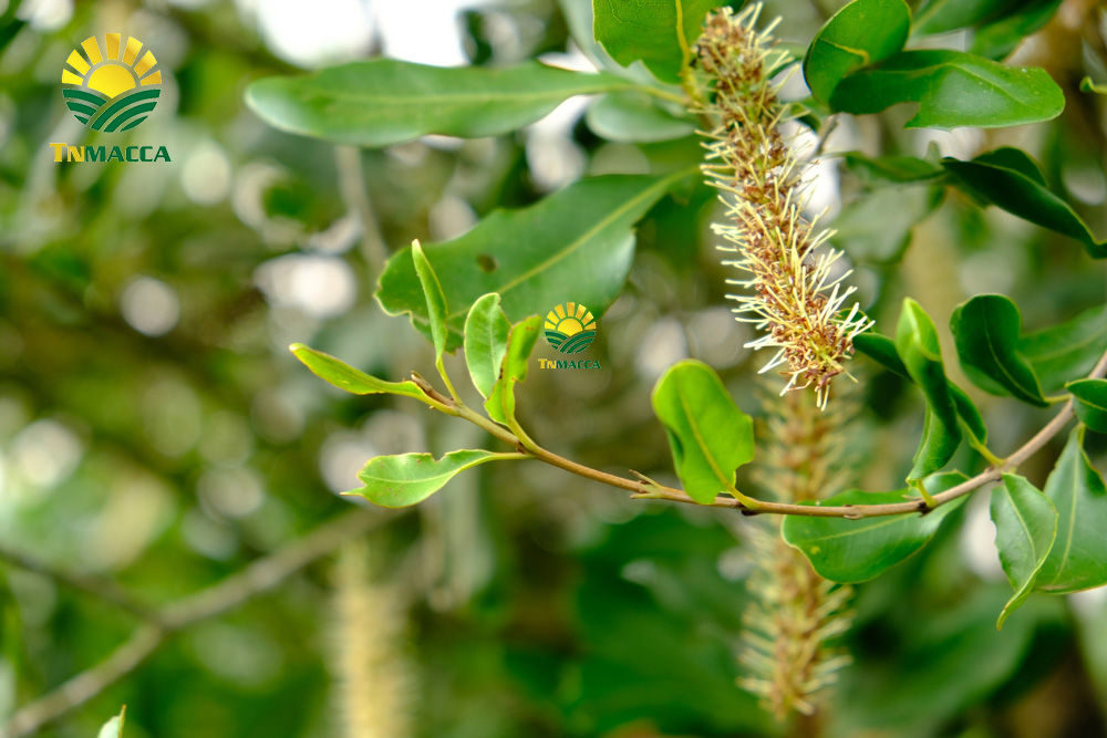 2.gia-hat-macca-lam-dong-da-lat-daklak-daknong-tay-nguyen-2021