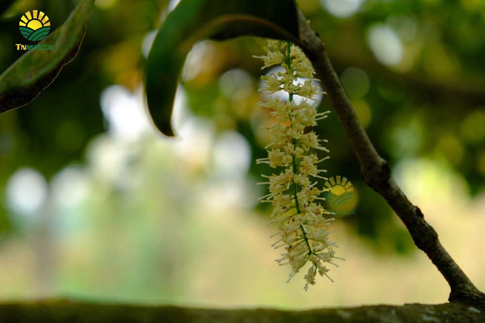 7.hat-macca-co-tot-cho-ba-bau-va-4-tac-dung-cua-macca-voi-ba-bau