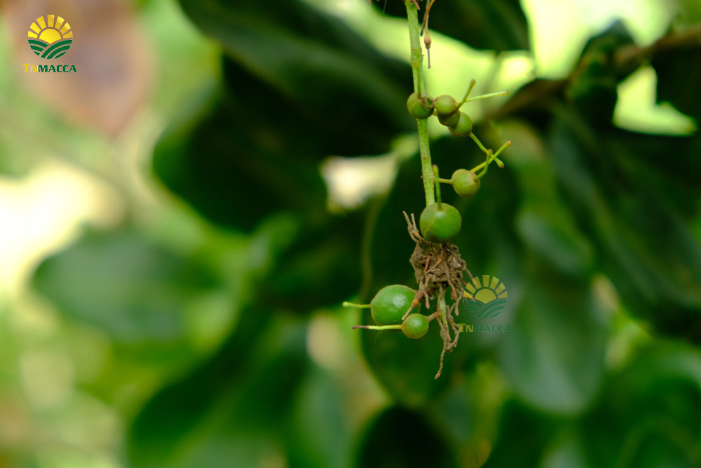 8.hat-macca-co-tot-cho-ba-bau-va-4-tac-dung-cua-macca-voi-ba-bau