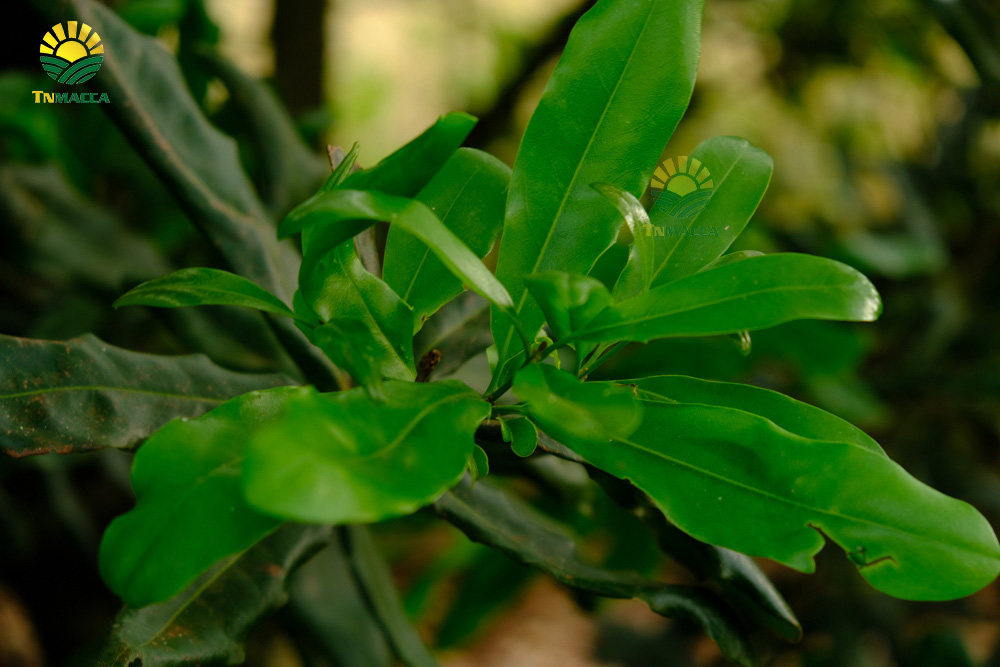 9.hat-macca-co-tot-cho-ba-bau-va-4-tac-dung-cua-macca-voi-ba-bau