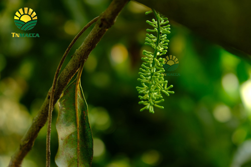 16.may-tach-hat-macca-la-gi-luu-y-chon-may-cat-xe-ranh-hat-macca